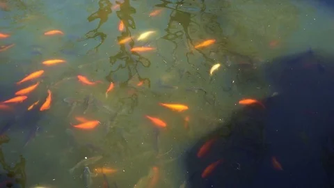 A school of fish in the lake Stock Footage 75948469