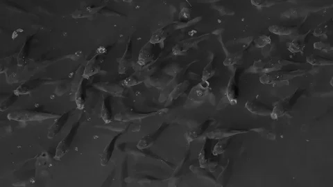 School of fish in light of  lantern at night Stock Footage 95226058