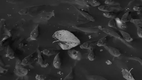 School of fish in light of  lantern at night  Stock Footage 95279087