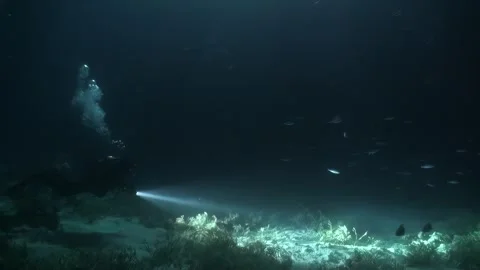 School of fish in light of lanterns during night diving. Stock Footage 260841099
