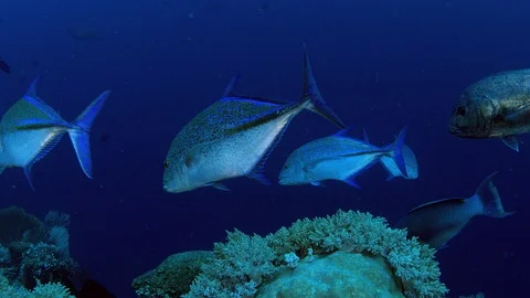 A school of fish from Longfin crevalle jack, Caranx fischeri, Bluefin trevall Видео 98937318