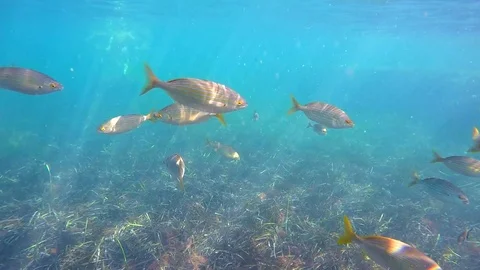 A school of fish in the mediterranean sea, in Rotes Beach, Denia, Spain. Stock Footage 123728692