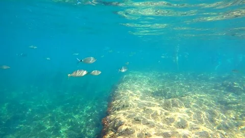 A school of fish in the mediterranean sea, in Rotes Beach, Denia, Spain. Stock Footage 123728699
