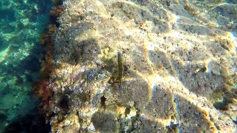 A school of fish in the mediterranean sea, in Rotes Beach, Denia, Spain. 库存影片 123728711