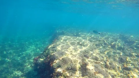 A school of fish in the mediterranean sea, in Rotes Beach, Denia, Spain. Stock Footage 123728718