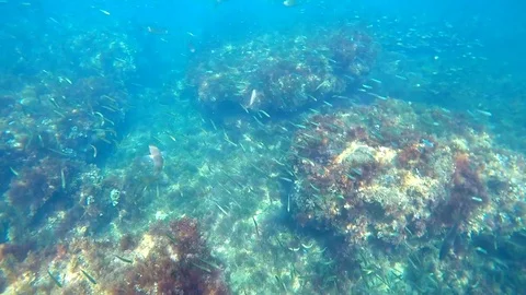 A school of fish in the mediterranean sea, in Rotes Beach, Denia, Spain. Stock Footage 123728724