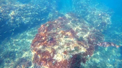 A school of fish in the mediterranean sea, in Rotes Beach, Denia, Spain. Stock Footage 123728728