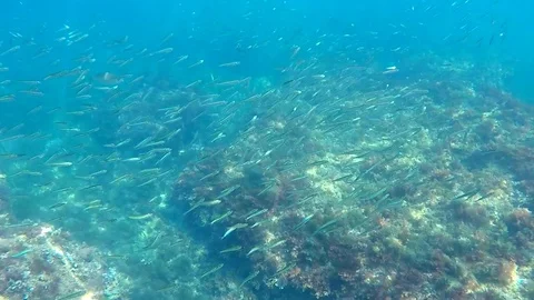 A school of fish in the mediterranean sea, in Rotes Beach, Denia, Spain. Stock Footage 123728743