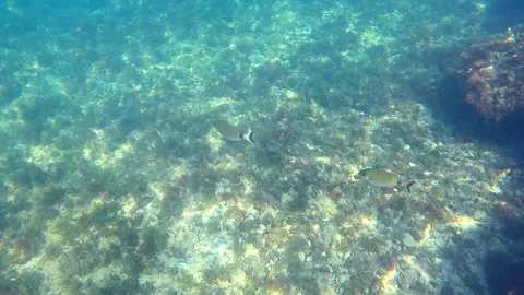 A school of fish in the mediterranean sea, in Rotes Beach, Denia, Spain. Stock Footage 123728744