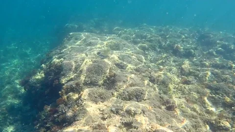 A school of fish in the mediterranean sea, in Rotes Beach, Denia, Spain. Stock Footage 123728790