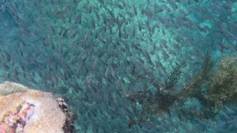 School of fish moves in a dense group beside an old coral reef near layered cora Stock Footage 340150173