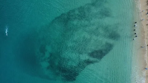 School of fish moving from above Stock Footage 100997777
