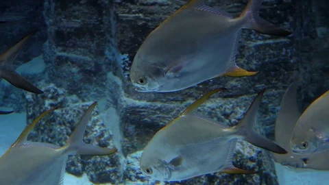 School of Fish is Moving in Front of Sea Bottom Background Video stock 102220787
