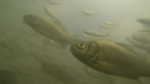 School of fish moving under water Stock Footage 38015616