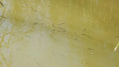 School of fish in muddy water Stock Footage 218286992