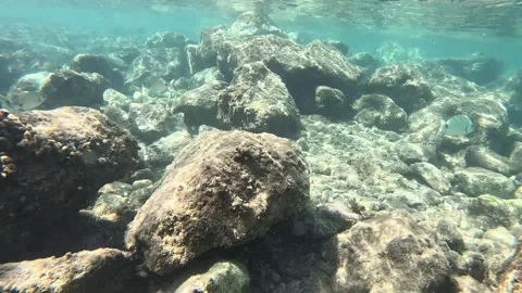 School of Fish: Mullets, Sea Breams, and Sea Bass Interacting Underwater Video stock 282832438