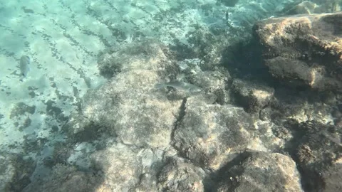 School of Fish: Mullets, Sea Breams, and Sea Bass Interacting Underwater Video stock 282832511