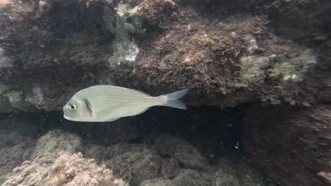School of Fish: Mullets, Sea Breams, and Sea Bass Interacting Underwater Video stock 282832563