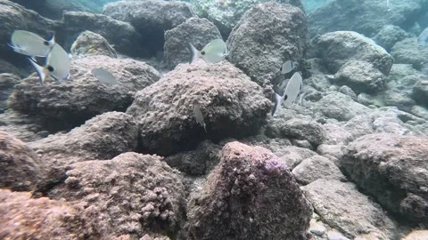 School of Fish: Mullets, Sea Breams, and Sea Bass Interacting Underwater Video stock 282832621