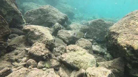 School of Fish: Mullets, Sea Breams, and Sea Bass Interacting Underwater Video stock 282832622