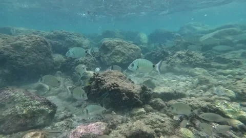 School of Fish: Mullets, Sea Breams, and Sea Bass Interacting Underwater Video stock 282832647