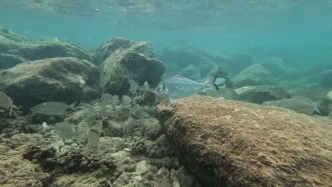 School of Fish: Mullets, Sea Breams, and Sea Bass Interacting Underwater Video stock 282832764