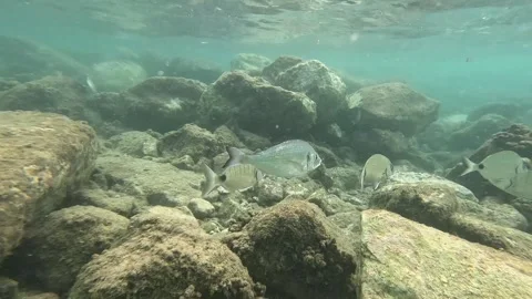 School of Fish: Mullets, Sea Breams, and Sea Bass Interacting Underwater Video stock 282832785