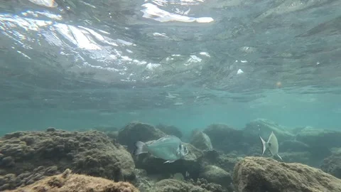 School of Fish: Mullets, Sea Breams, and Sea Bass Interacting Underwater Video stock 282832814