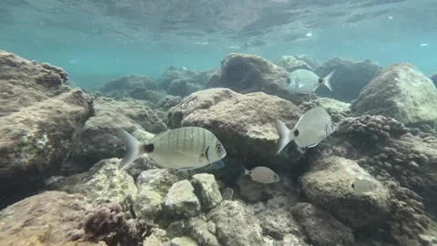 School of Fish: Mullets, Sea Breams, and Sea Bass Interacting Underwater Video stock 282832816