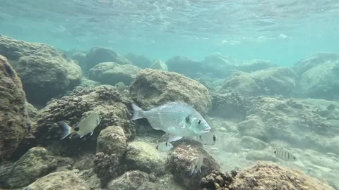 School of Fish: Mullets, Sea Breams, and Sea Bass Interacting Underwater Video stock 282832818