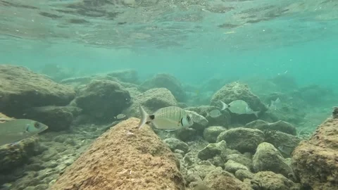 School of Fish: Mullets, Sea Breams, and Sea Bass Interacting Underwater Video stock 282832819