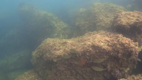 School of fish navigating rock formations and brown algae, showing marine life Stock Footage 343106895