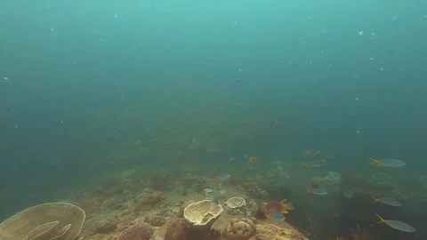 School of fish near shipwreck Stock Footage