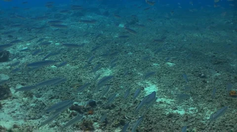 School of fish: needle fish Stock Footage 1396965