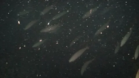 School of fish at night, Indonesia Stock Footage 8577448