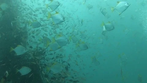 School of Fish as observed during Scuba Diving in Temple Reef (Pondicheery) Stock Footage 121106510
