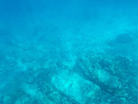 School Of Fish At The Ocean Floor Stock Photos