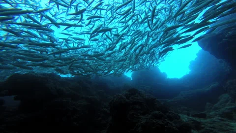 School of fish in the ocean in Philippines Stock Footage 233157635