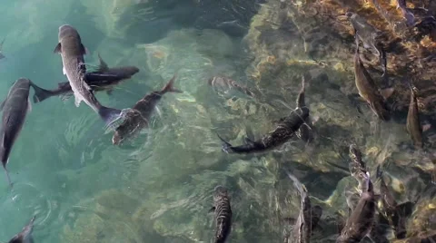 School of Fish in open water Video stock 54740738
