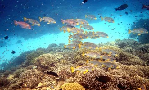 School of fish over the reef Stock Photos