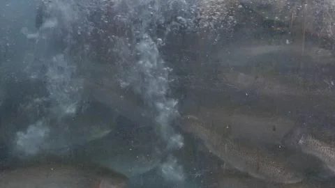 School of fish packed closely underwater Stock Footage 317966655