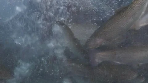 School of fish packed closely underwater Stock Footage 317966659