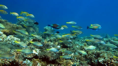 School of fish Parrotfish Video stock 5503019