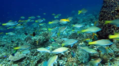 School of fish Parrotfish Stockbeeldmateriaal 5503103