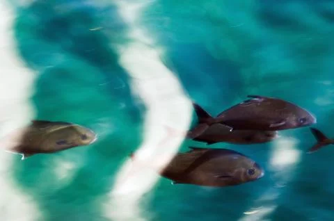 School of fish passing close to the water surface Stock Photos