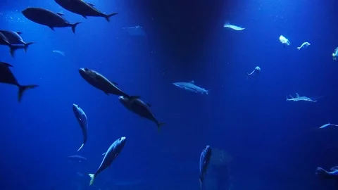 School of fish passing by in ocean or see Stock Footage 101167455