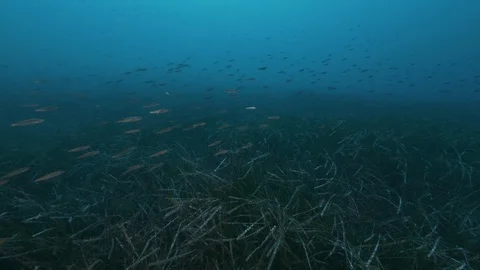 School of fish passing on the seabed covering by plants, Giannutri island, Italy Stock Footage 108110169
