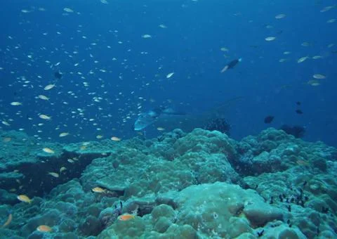 School of Fish Stock Photos