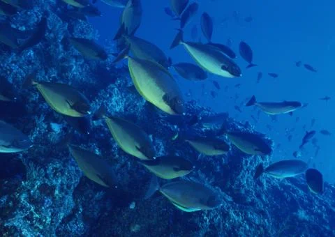School of Fish Stock Photos