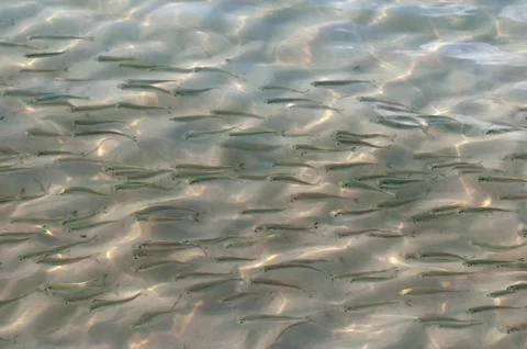 School of fish Stock Photos